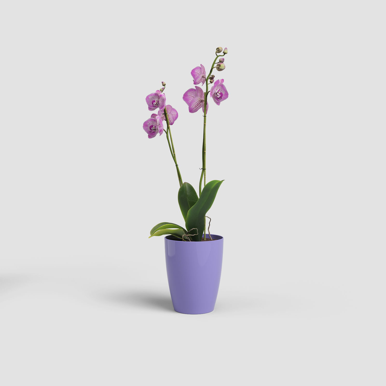 Vaso Fiji OrquÍdea