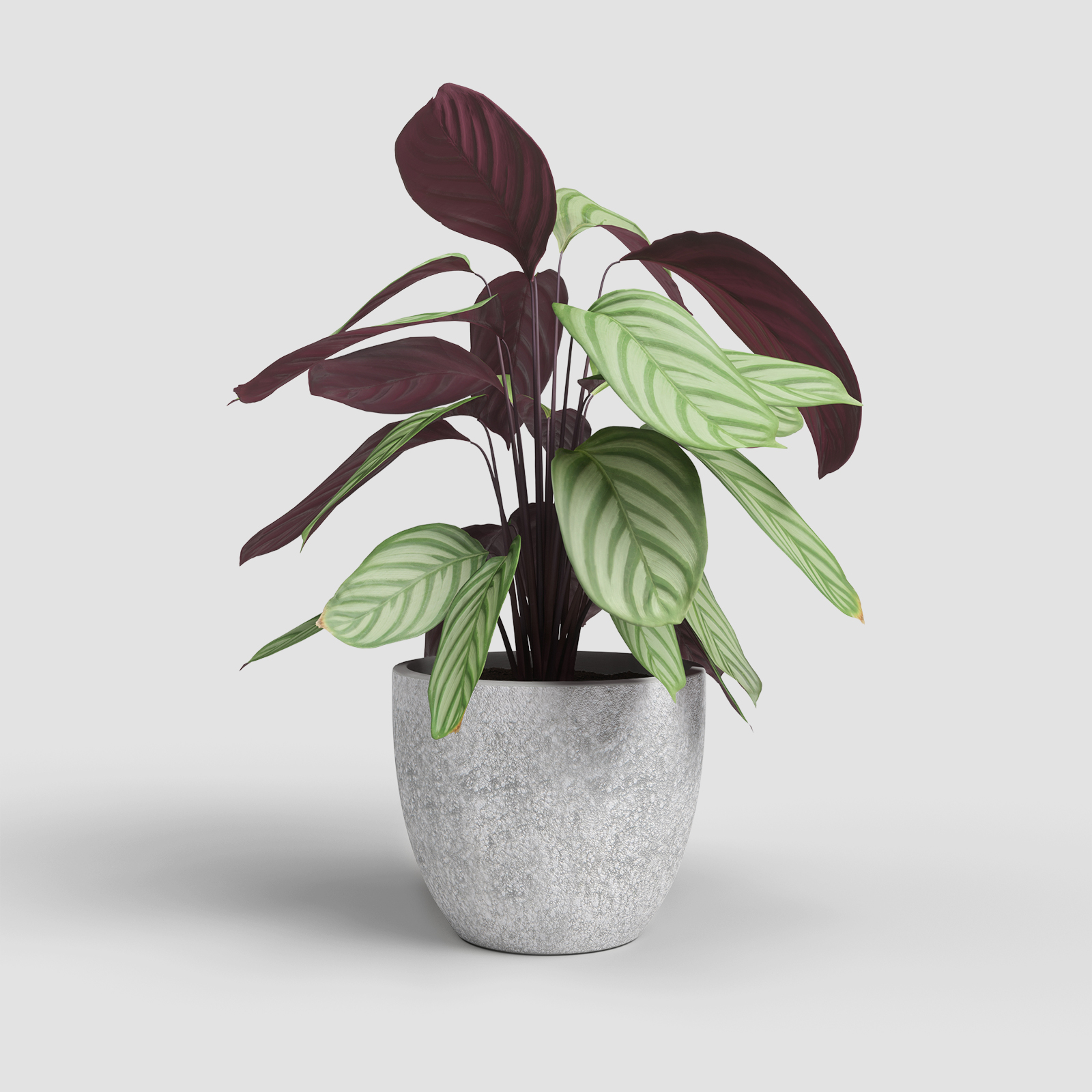 Hestia Pot