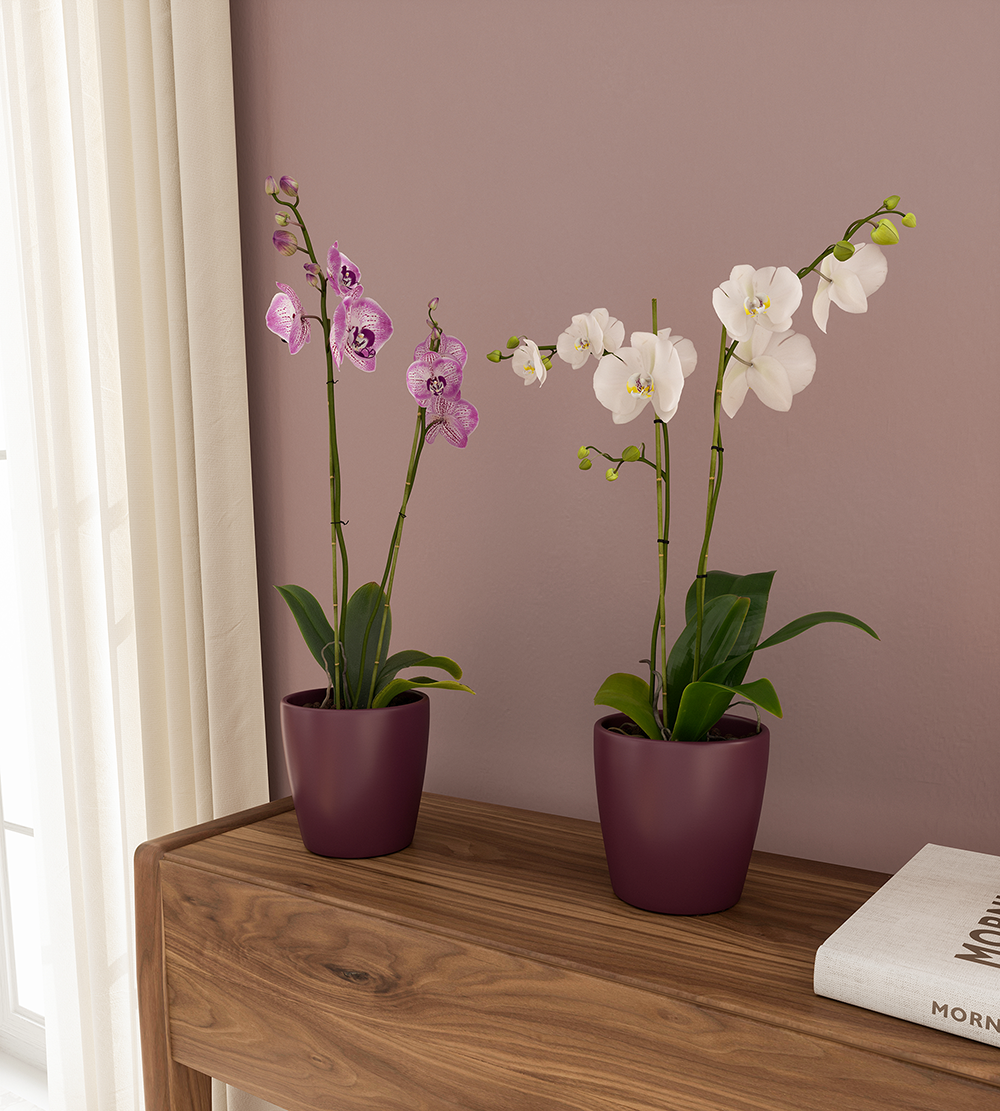 Thalia Orchid Pot